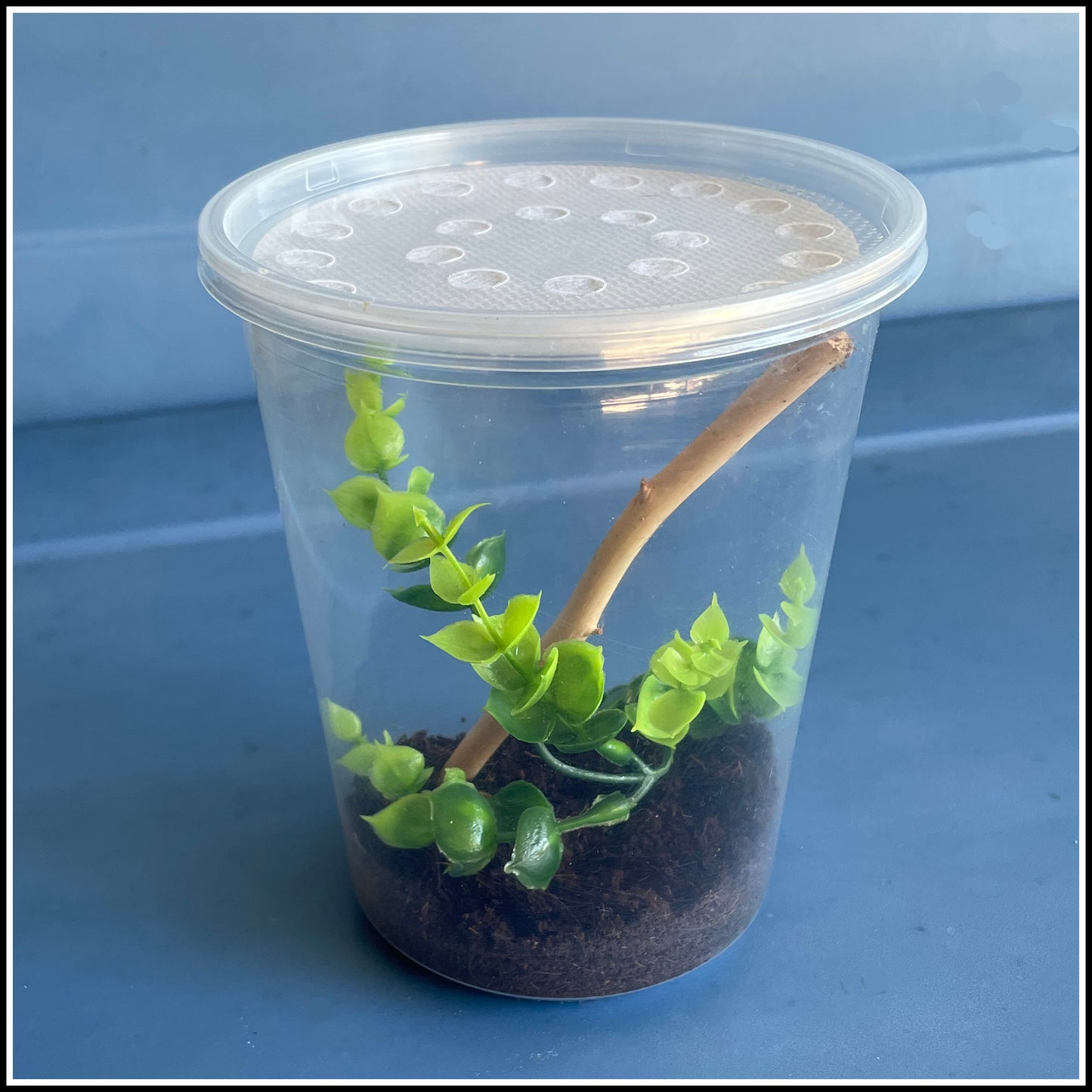 Enclosure - Small Animal Habitat