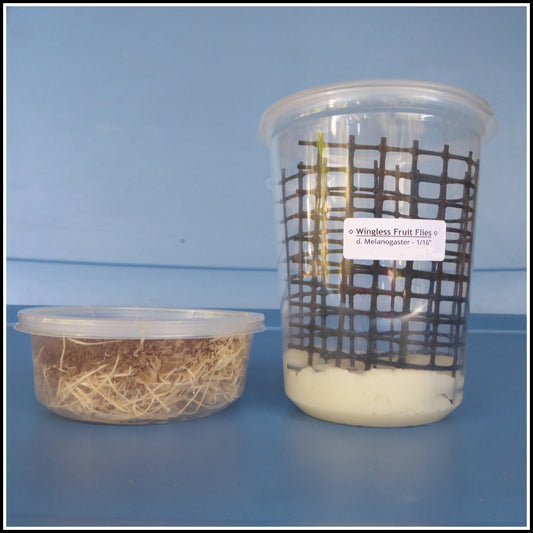 Fruit Flies- Wingless 1/16'' - WITH Feeding Culture