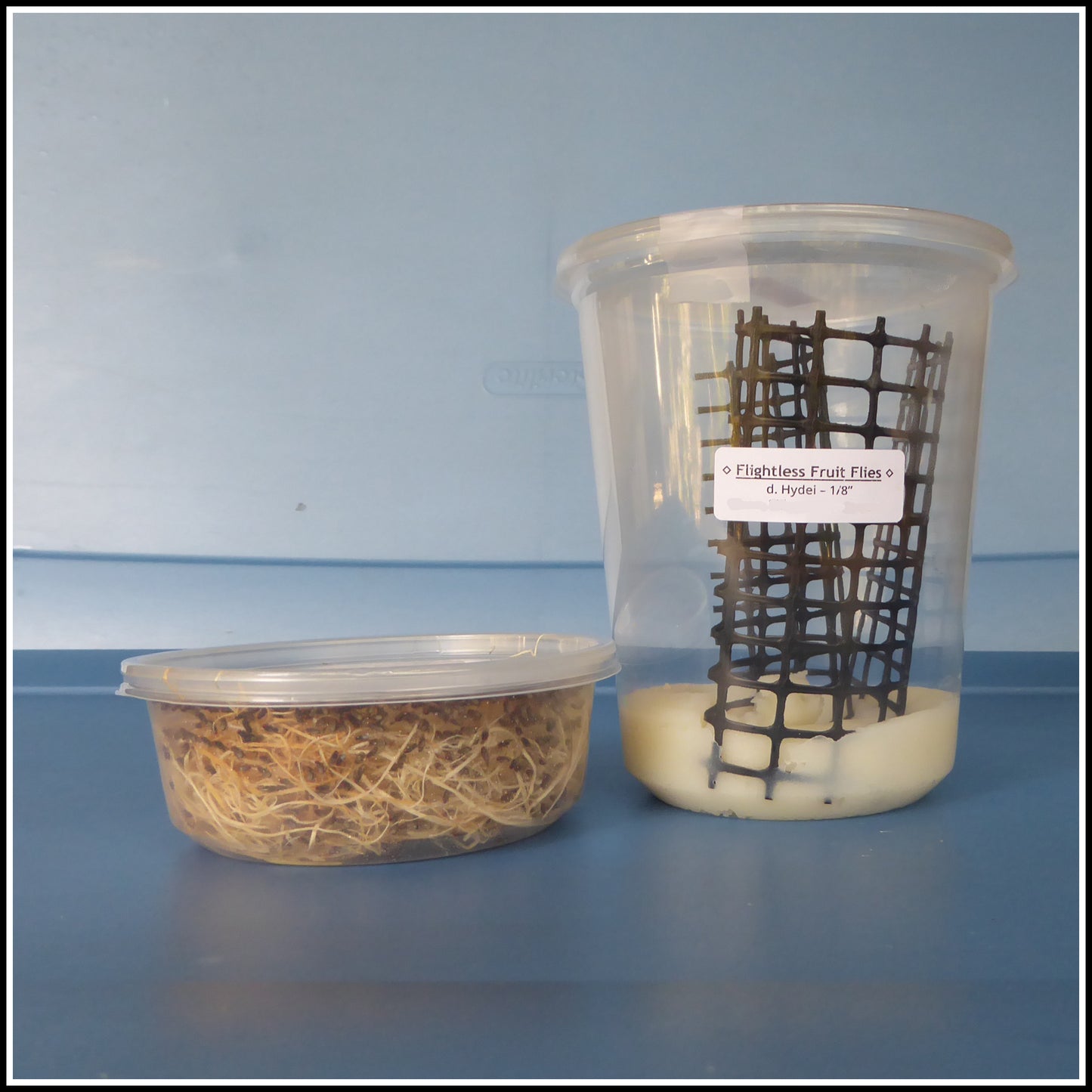 Fruit Flies 1/8'' - Flightless - WITH Feeding Culture