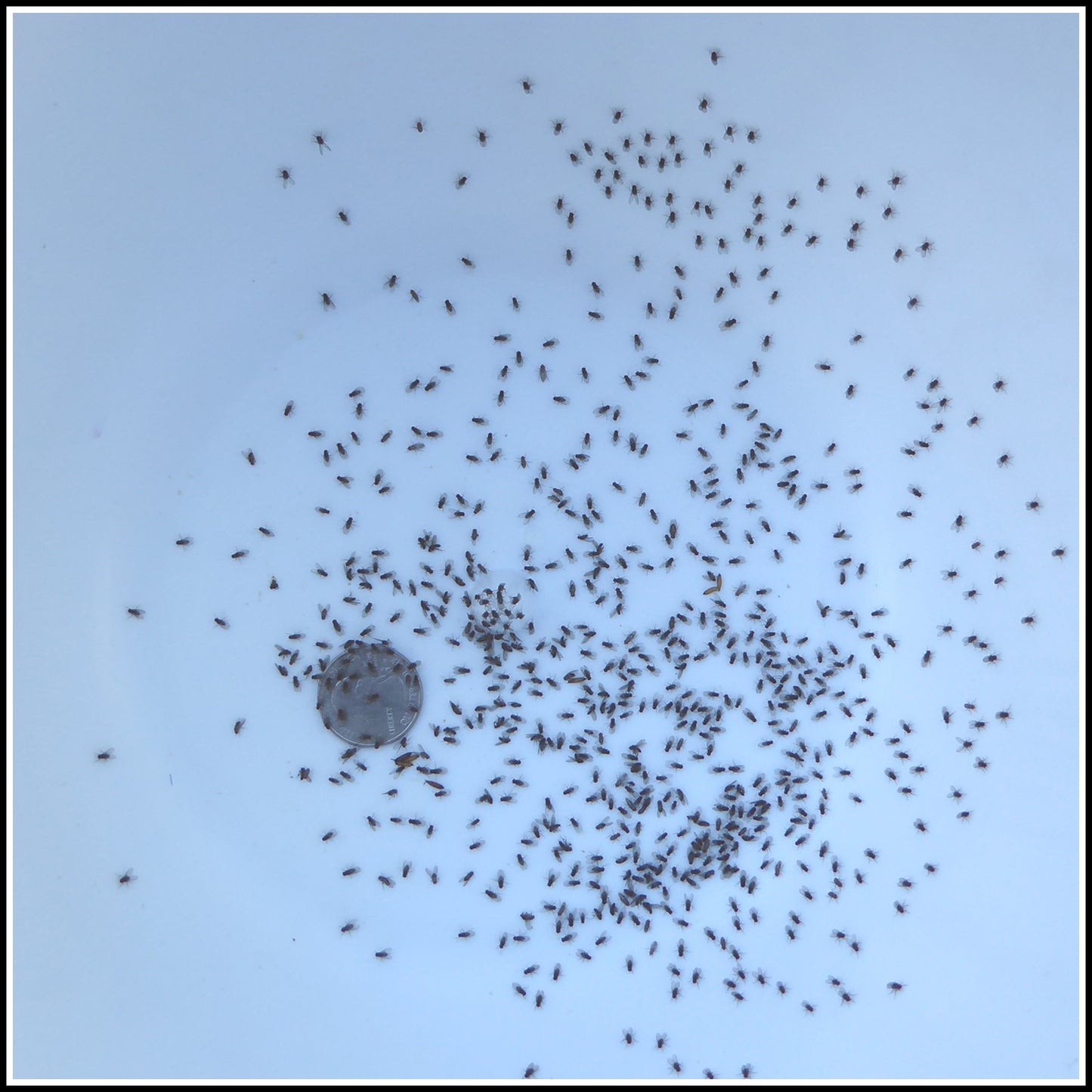 Fruit Flies 1/8'' - Flightless - WITH Feeding Culture