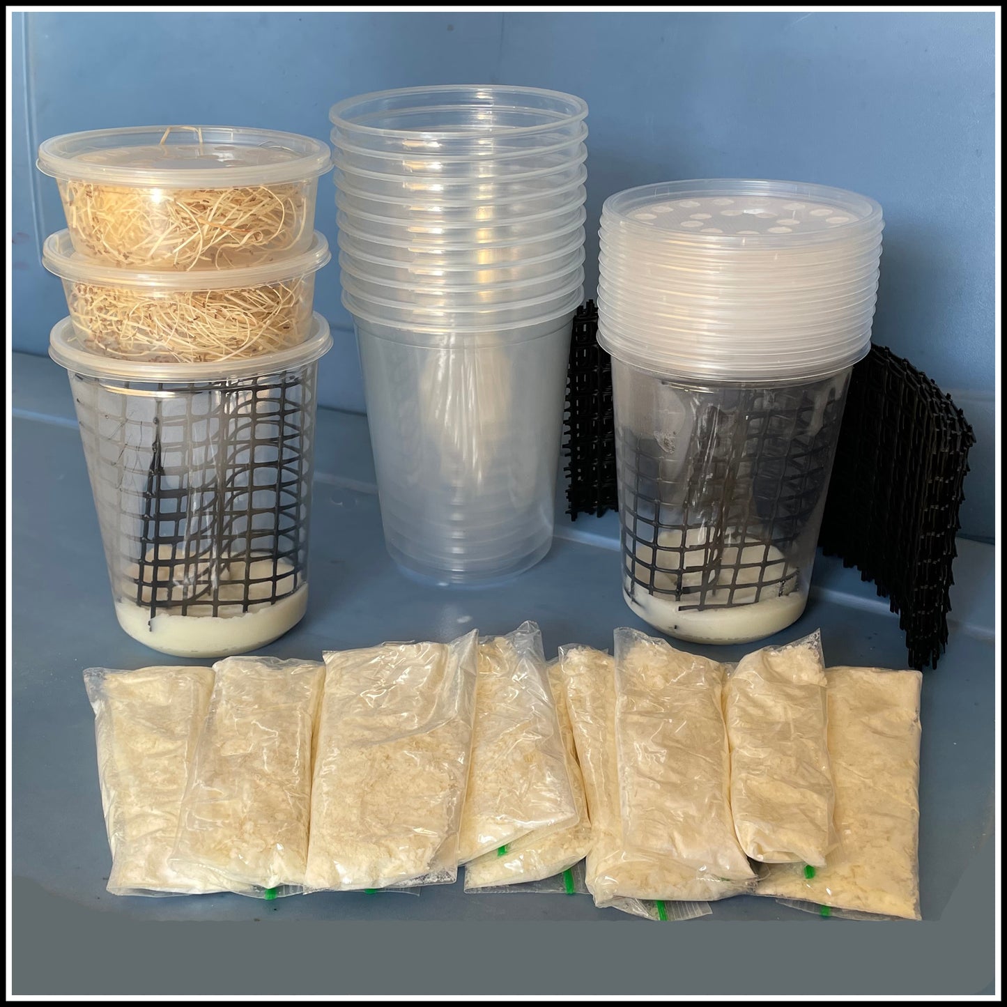 Flightless Fruit Fly Breeding Kit