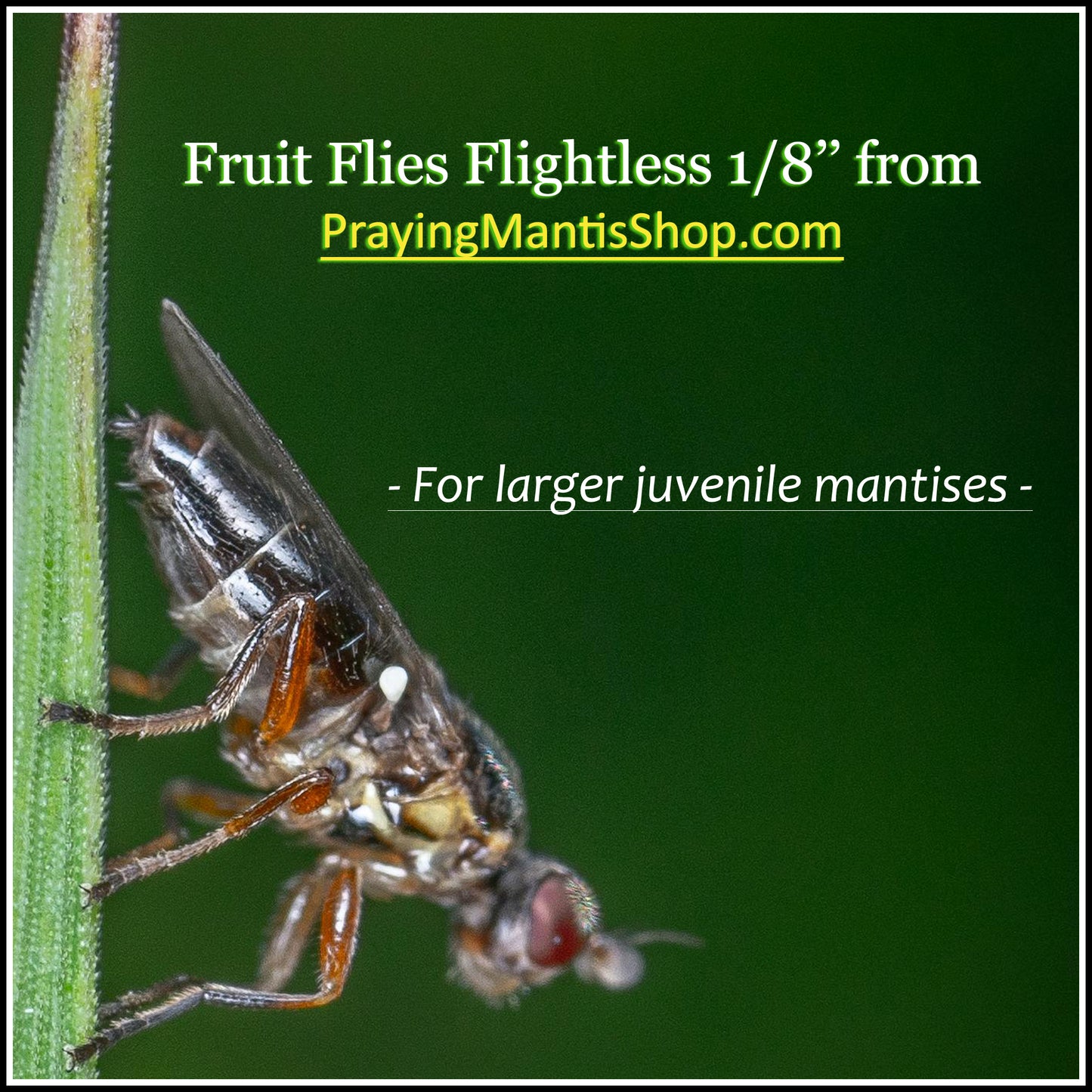 Fruit Flies 1/8'' - Flightless - WITHOUT Culture
