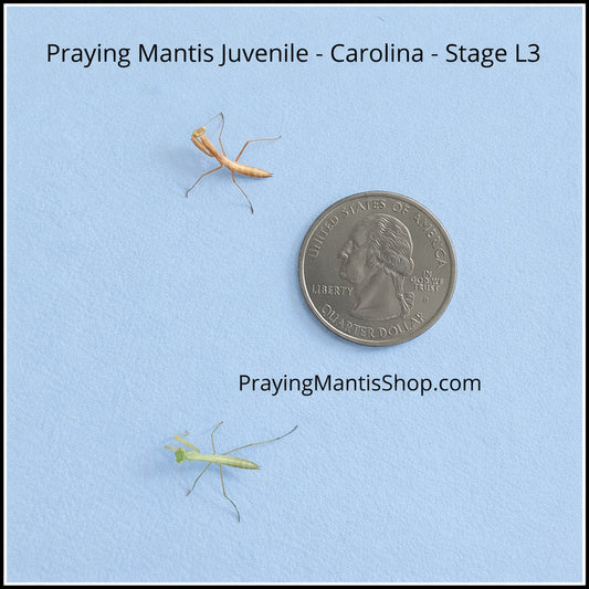 Praying Mantis Living Juvenile - Carolina