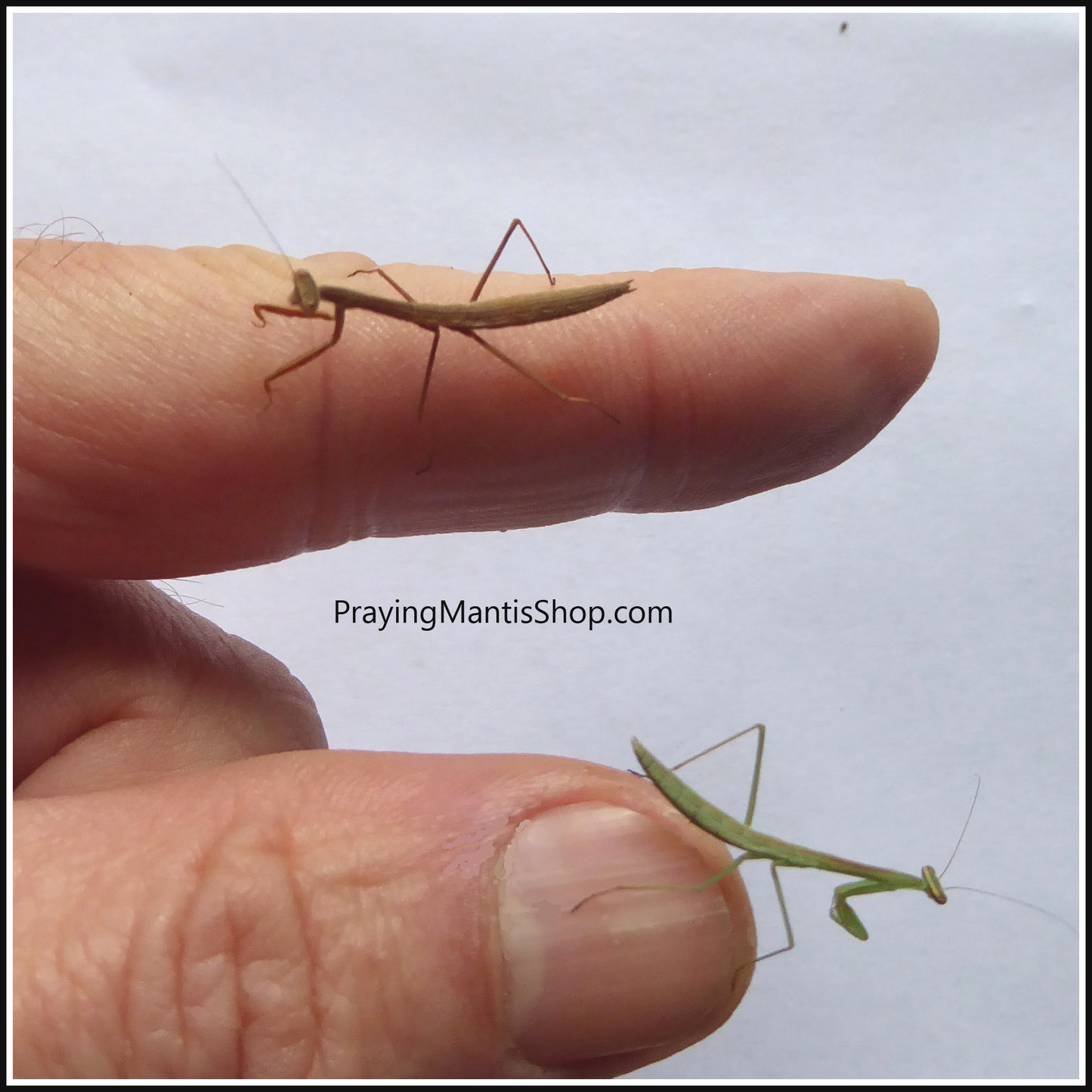 Praying Mantis Living Juvenile - Carolina