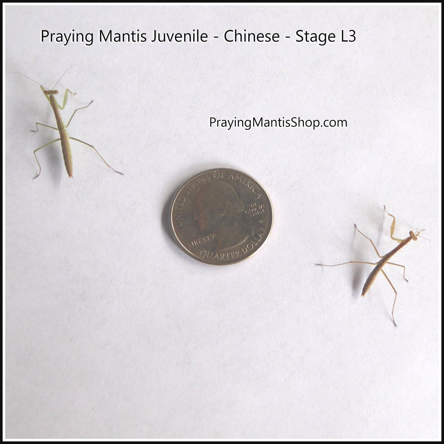 Praying Mantis Living Juvenile QTY 12 SALE