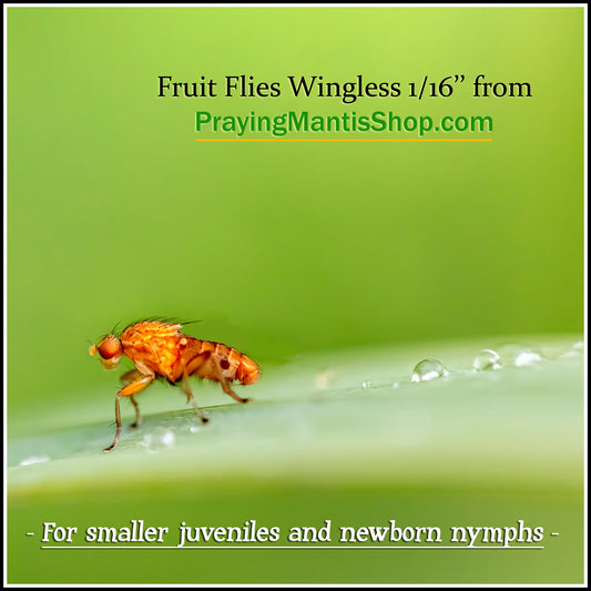 Fruit Flies 1/16'' - Wingless - WITHOUT Culture