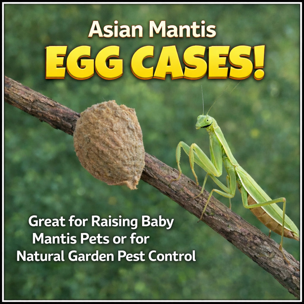 Praying Mantis Egg Case