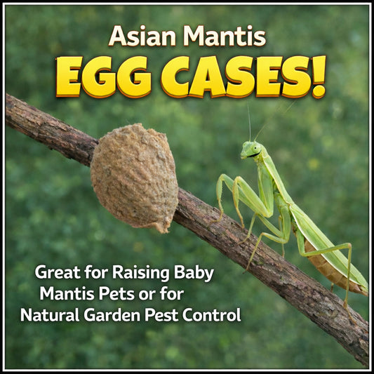 Praying Mantis Egg Case