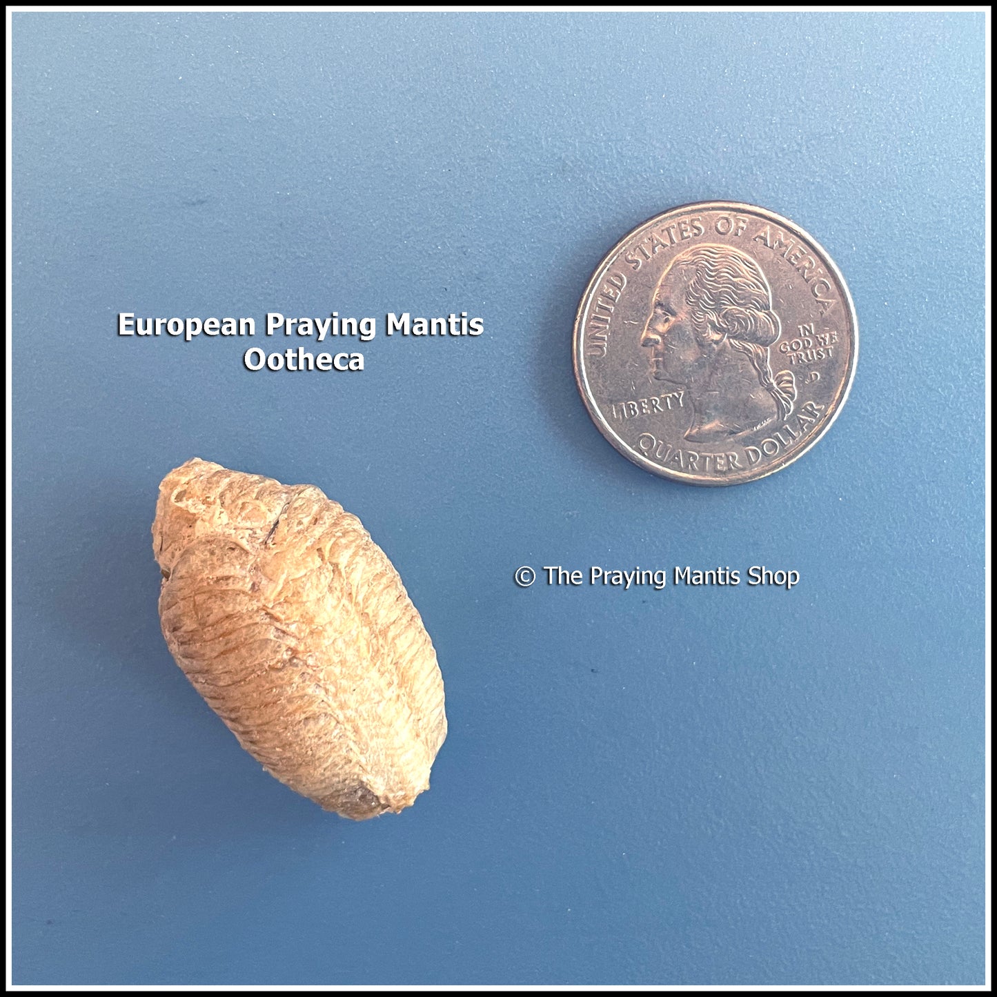 Praying Mantis Egg Case (Ootheca) - European