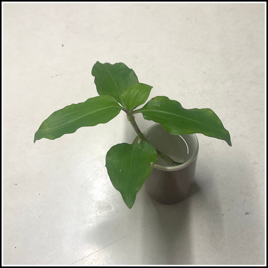 Accessory - Wandering Dude Live Terrarium Plant