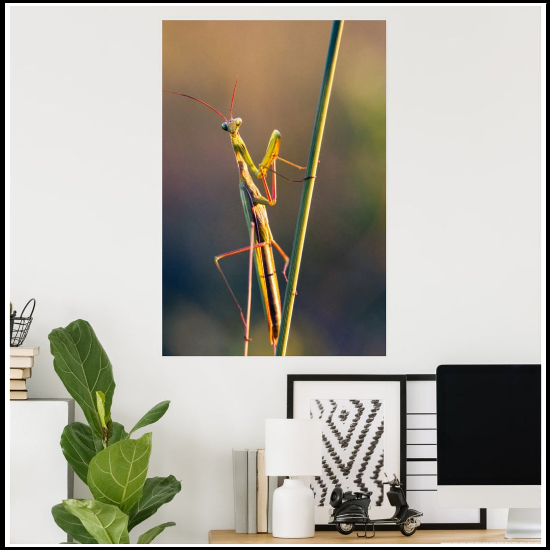 Wall Poster - Branch Mantis