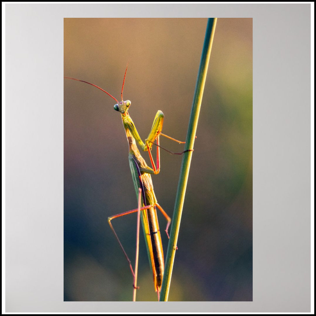 Wall Poster - Branch Mantis
