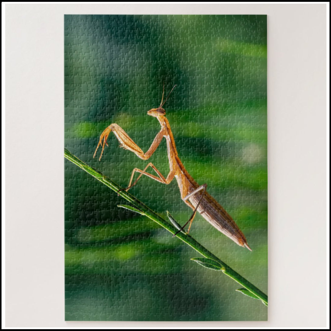 Puzzle - Jigsaw - Jungle Mantis