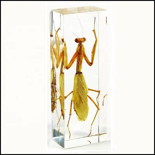 Educational -  Real Mantis Embedded in Resin