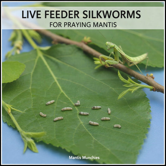 Silkworms - Small