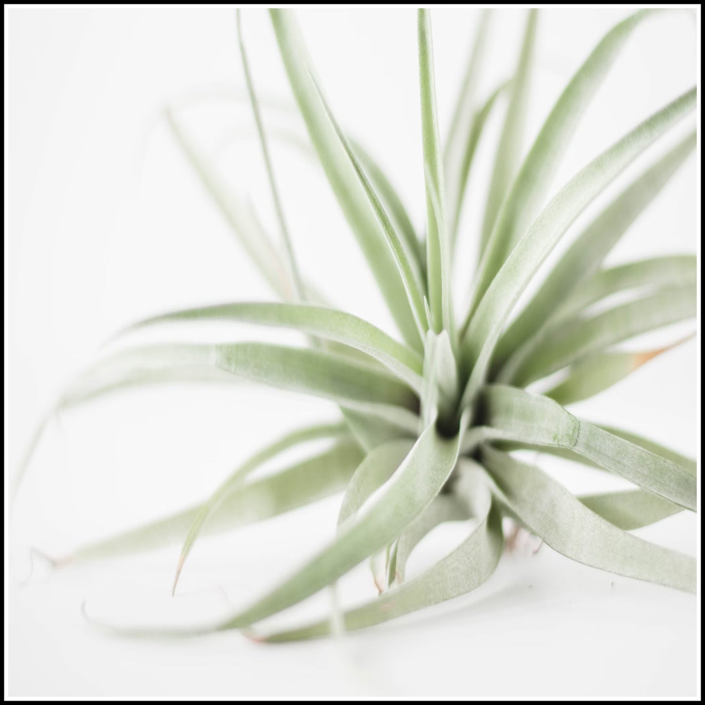 Accessory - Tillandsia Air Plant