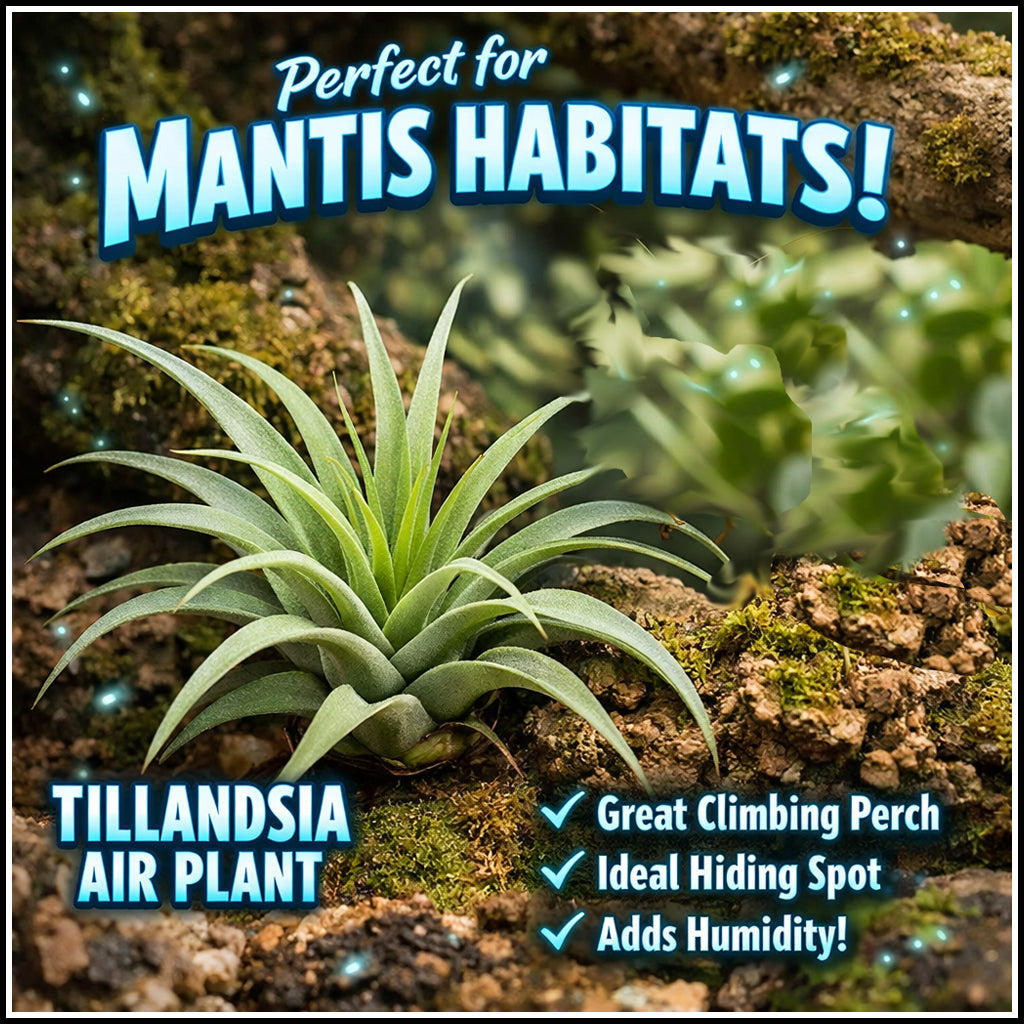 Accessory - Tillandsia Air Plant