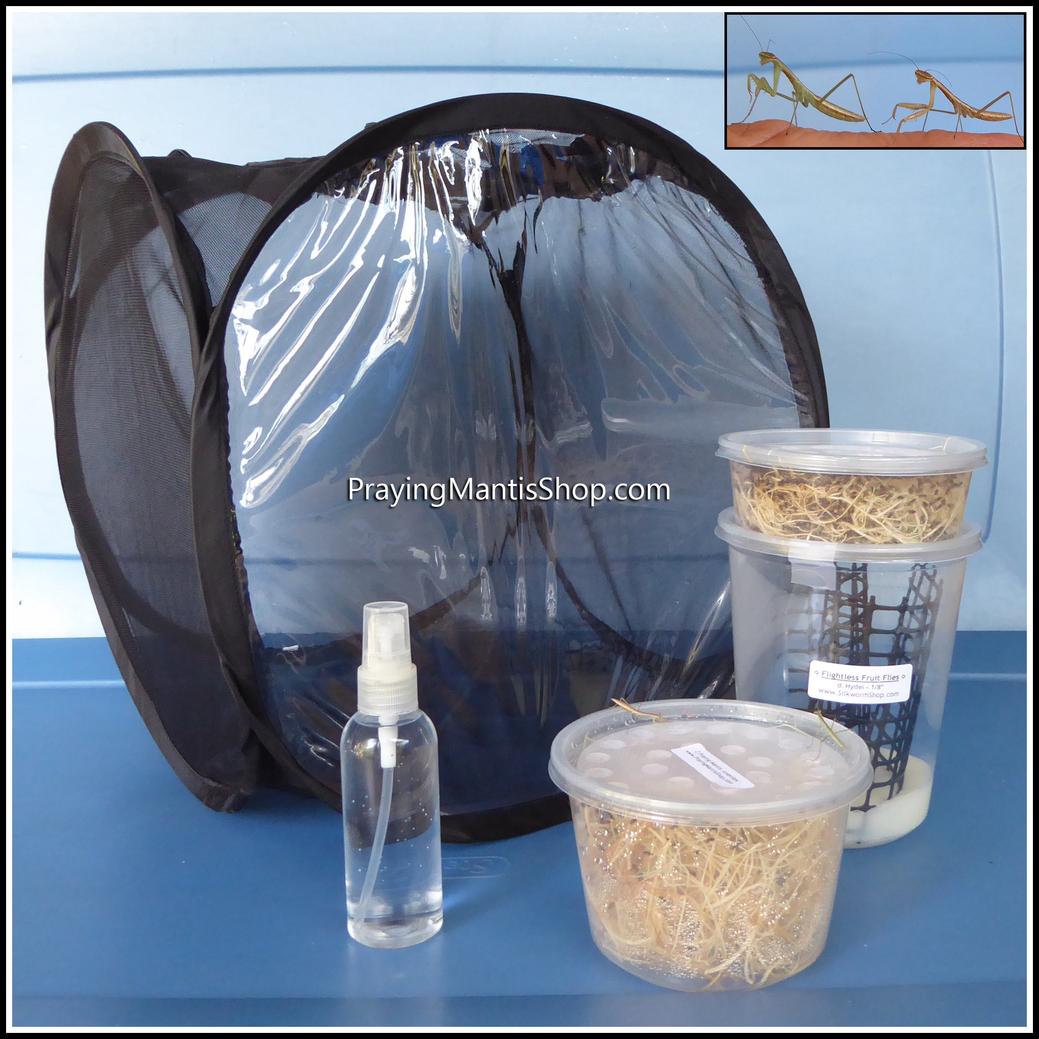 Praying Mantis Basic (Starter) Kit – PrayingMantisShop.com