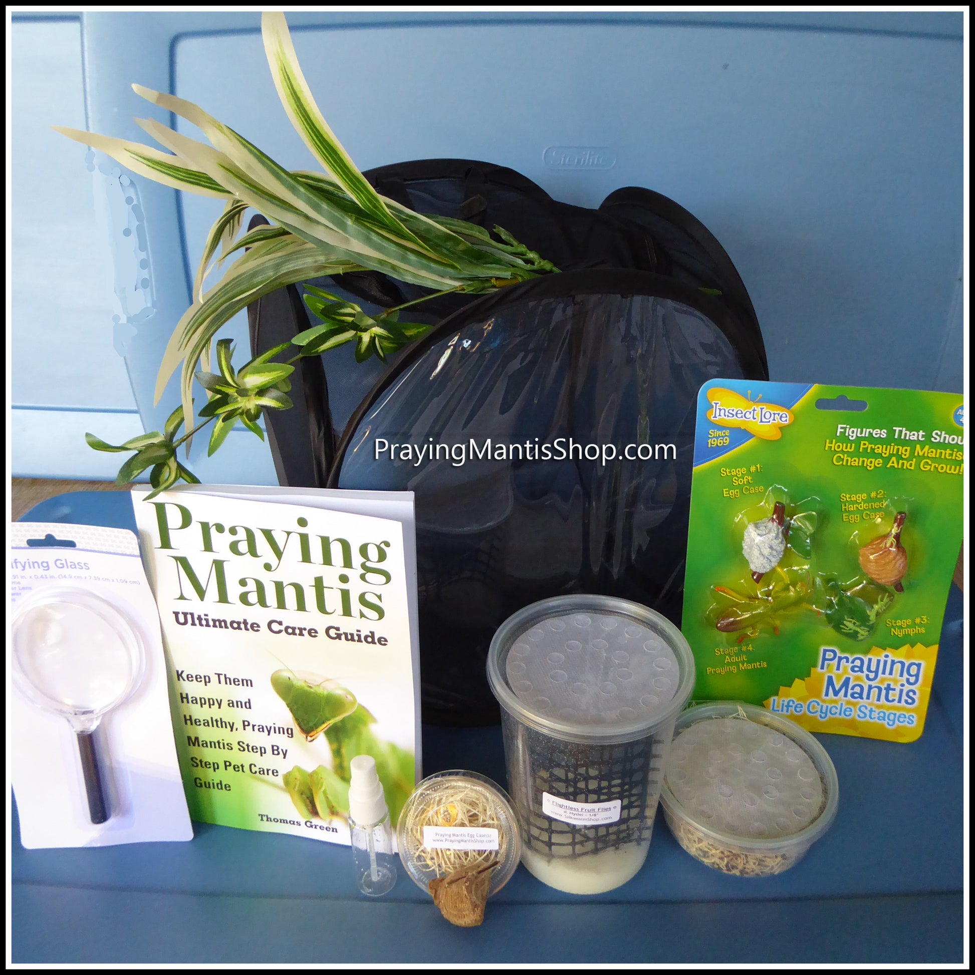 Praying Mantis Discovery Kit – PrayingMantisShop.com