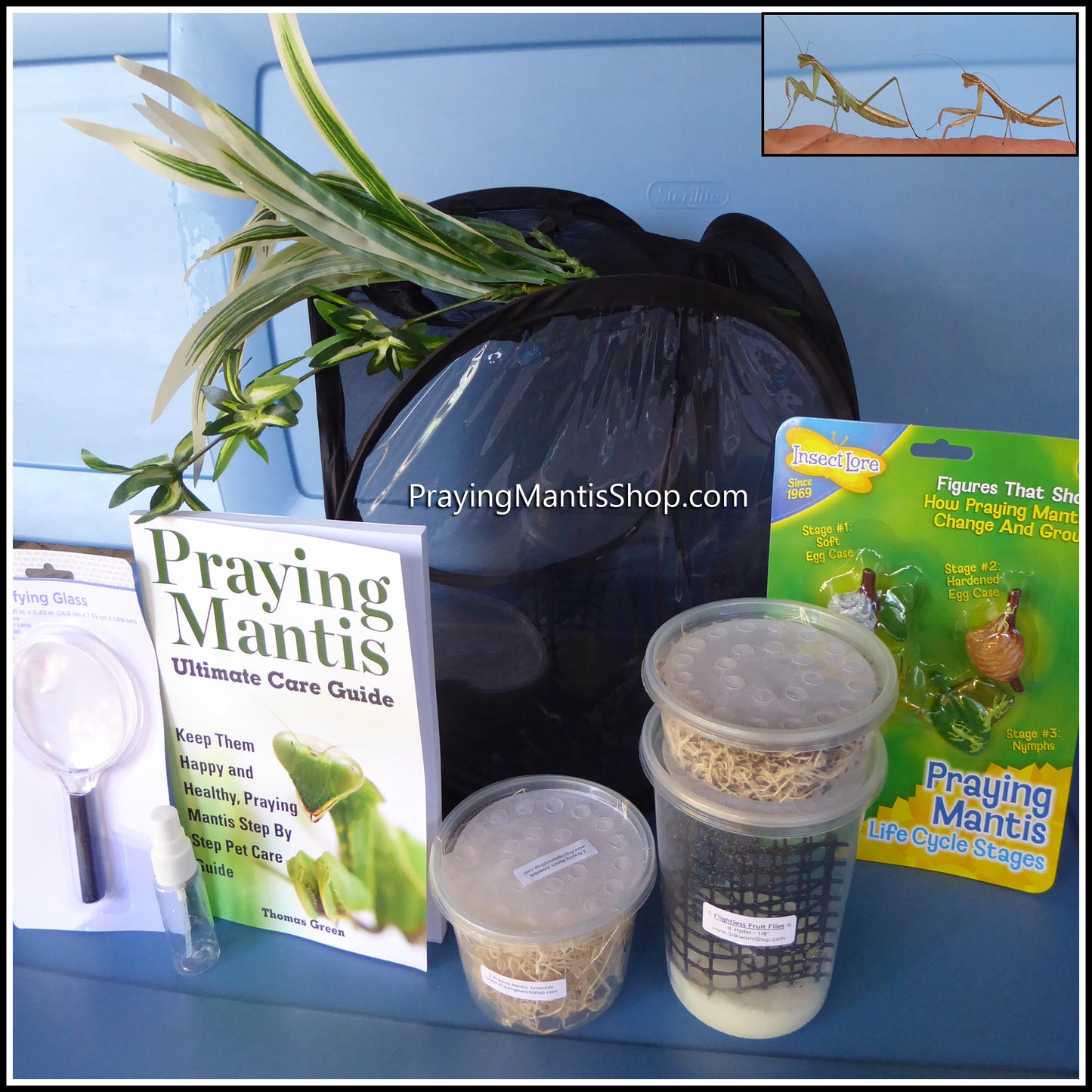 Praying Mantis Discovery Kit