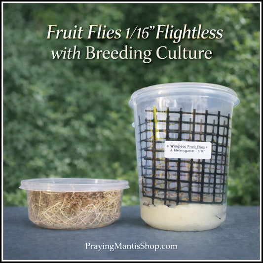 Fruit Flies- Wingless 1/16'' - WITH Feeding Culture