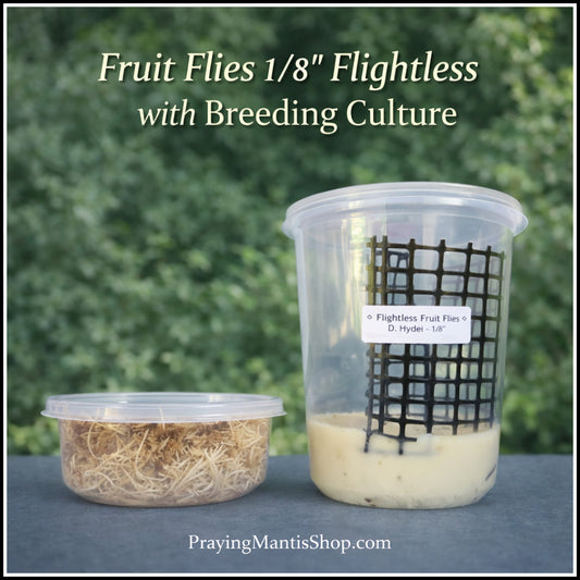 Fruit Flies 1/8'' - Flightless - WITH Feeding Culture
