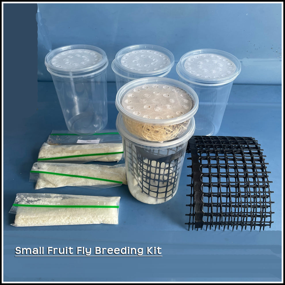 Breeding Kit Flightless Fruit Fly Breeding Kit for Feeding Praying Mantis ...