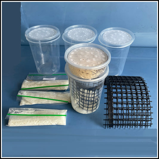 Flightless Fruit Fly Breeding Kit