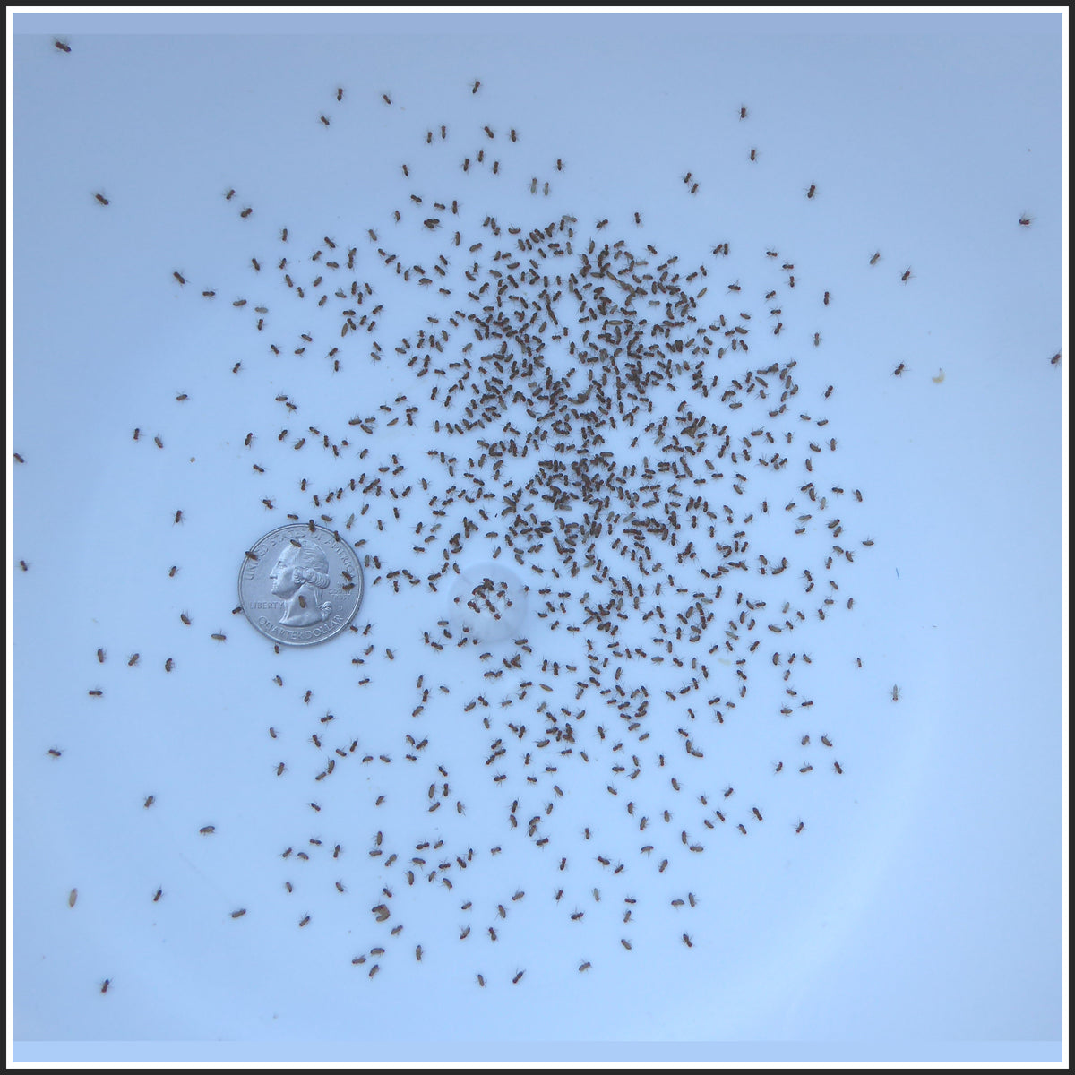 Living Wingless Fruit Flies- 1/16'' with Feeding Culture for Mantids ...