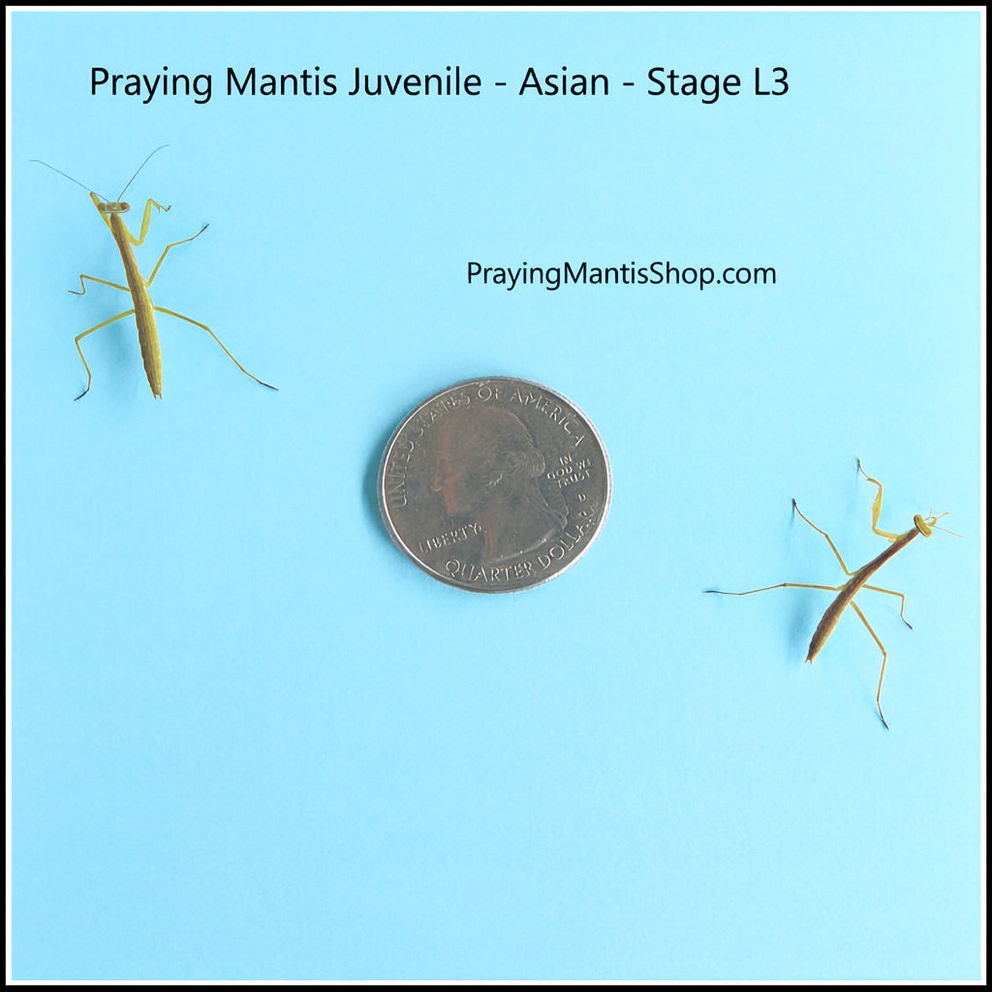 Praying Mantis Living Juvenile