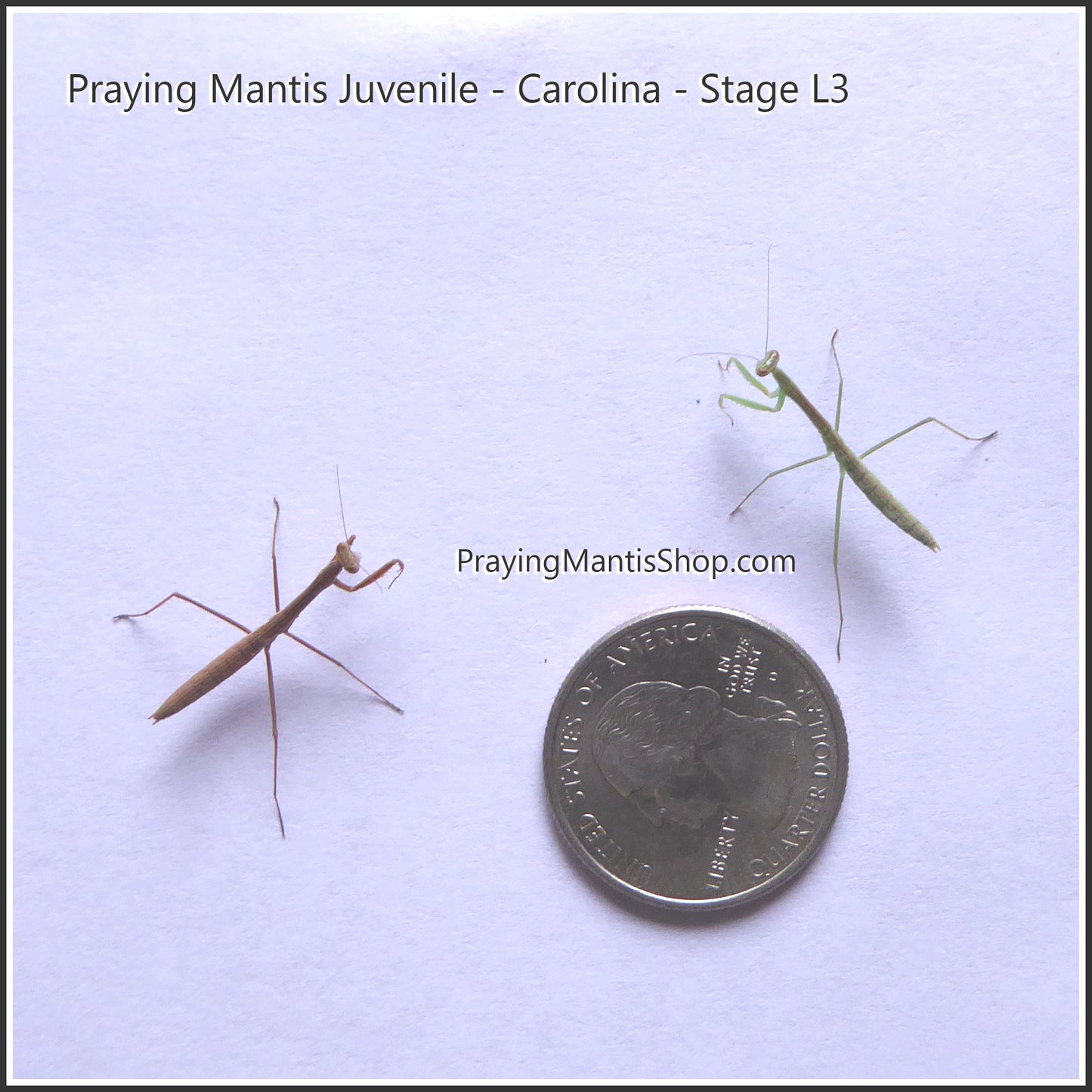 Praying Mantis Living Juvenile - Carolina