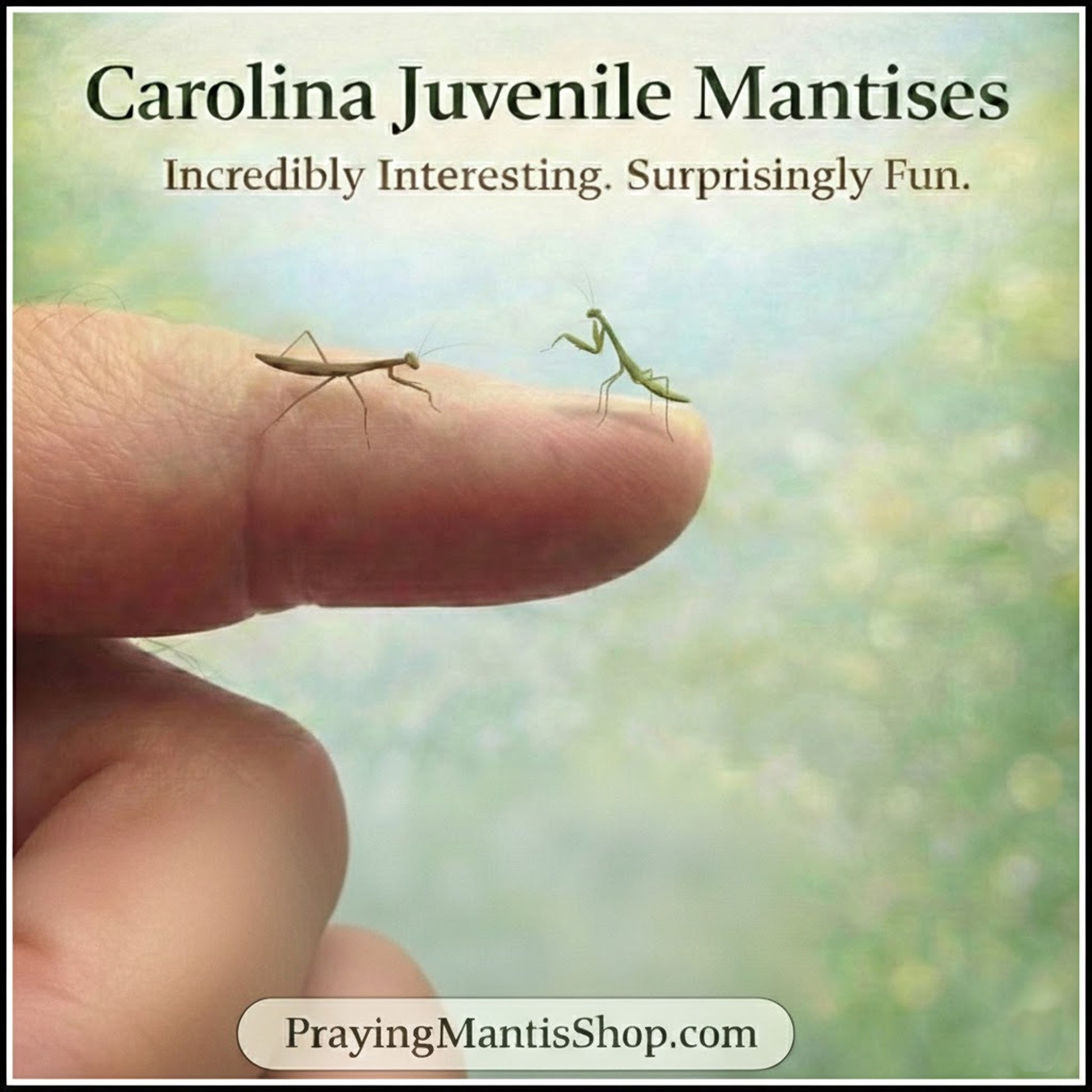 Praying Mantis Living Juvenile - Carolina