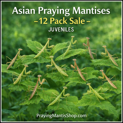 Sale - Praying Mantis Asian Juvenile QTY 12