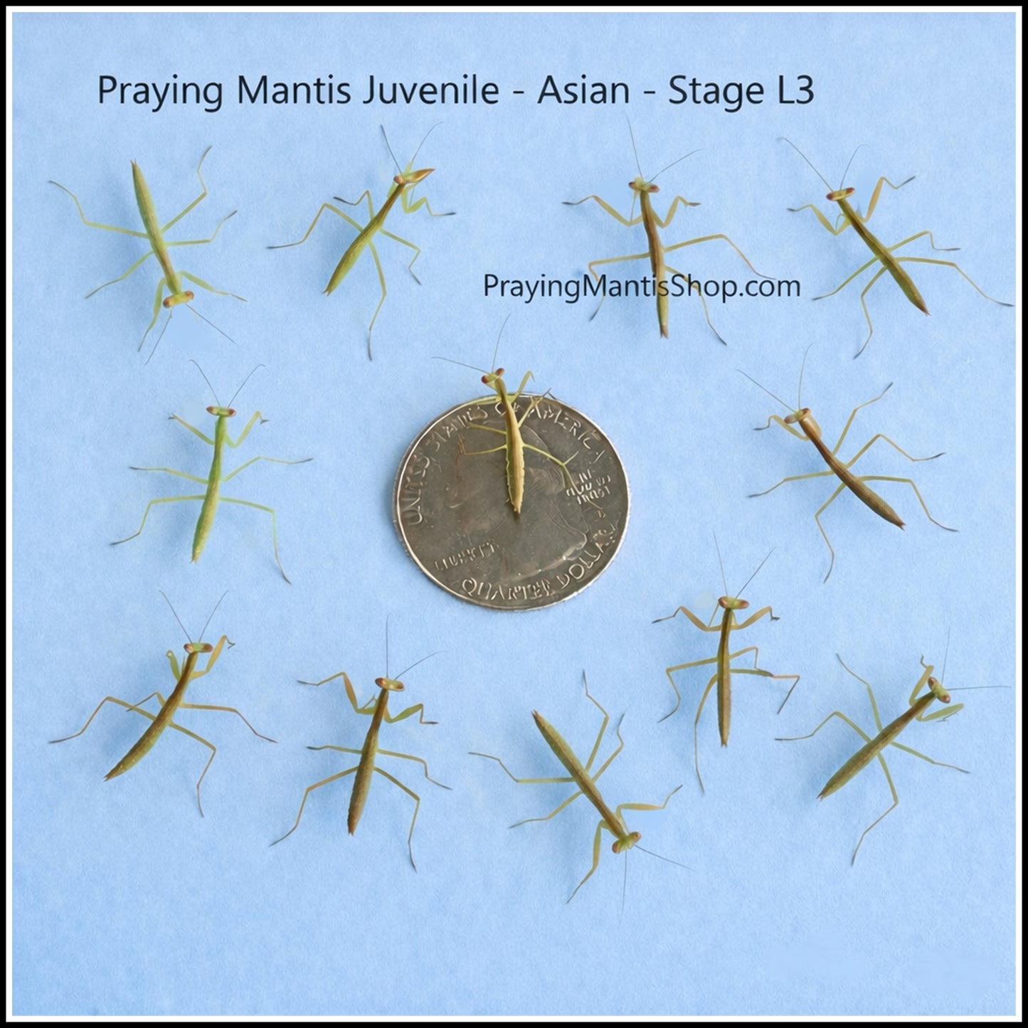 Sale - Praying Mantis Asian Juvenile QTY 12