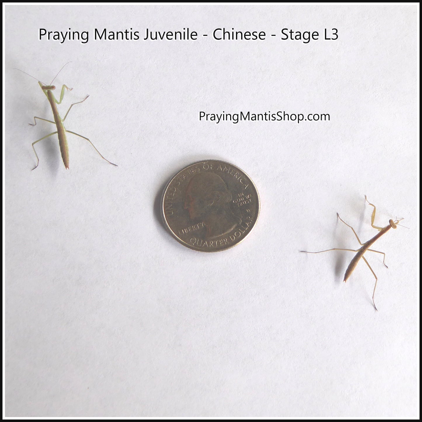Praying Mantis Living Juvenile