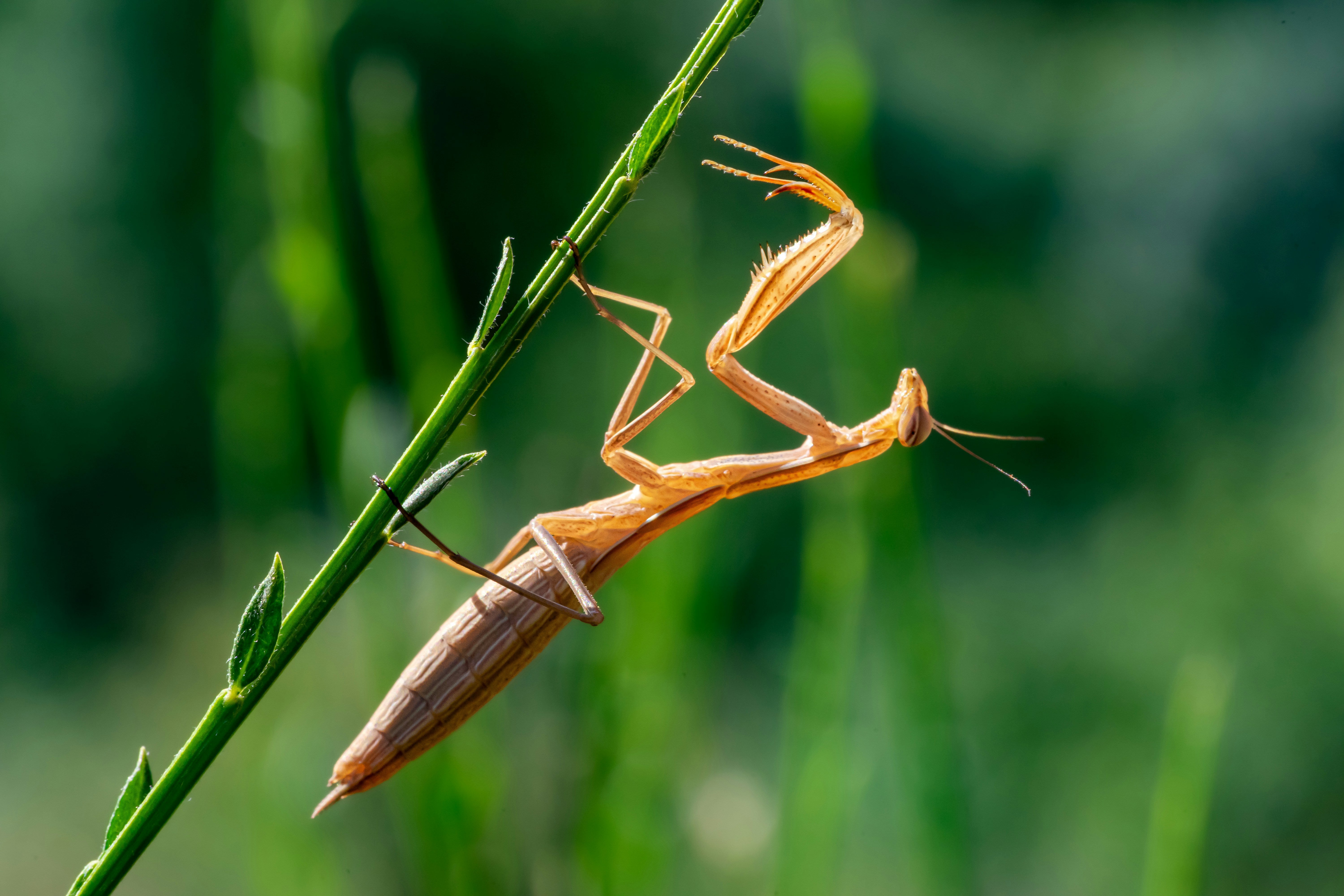 The Praying Mantis Shop - Purchase Live Praying Mantid and