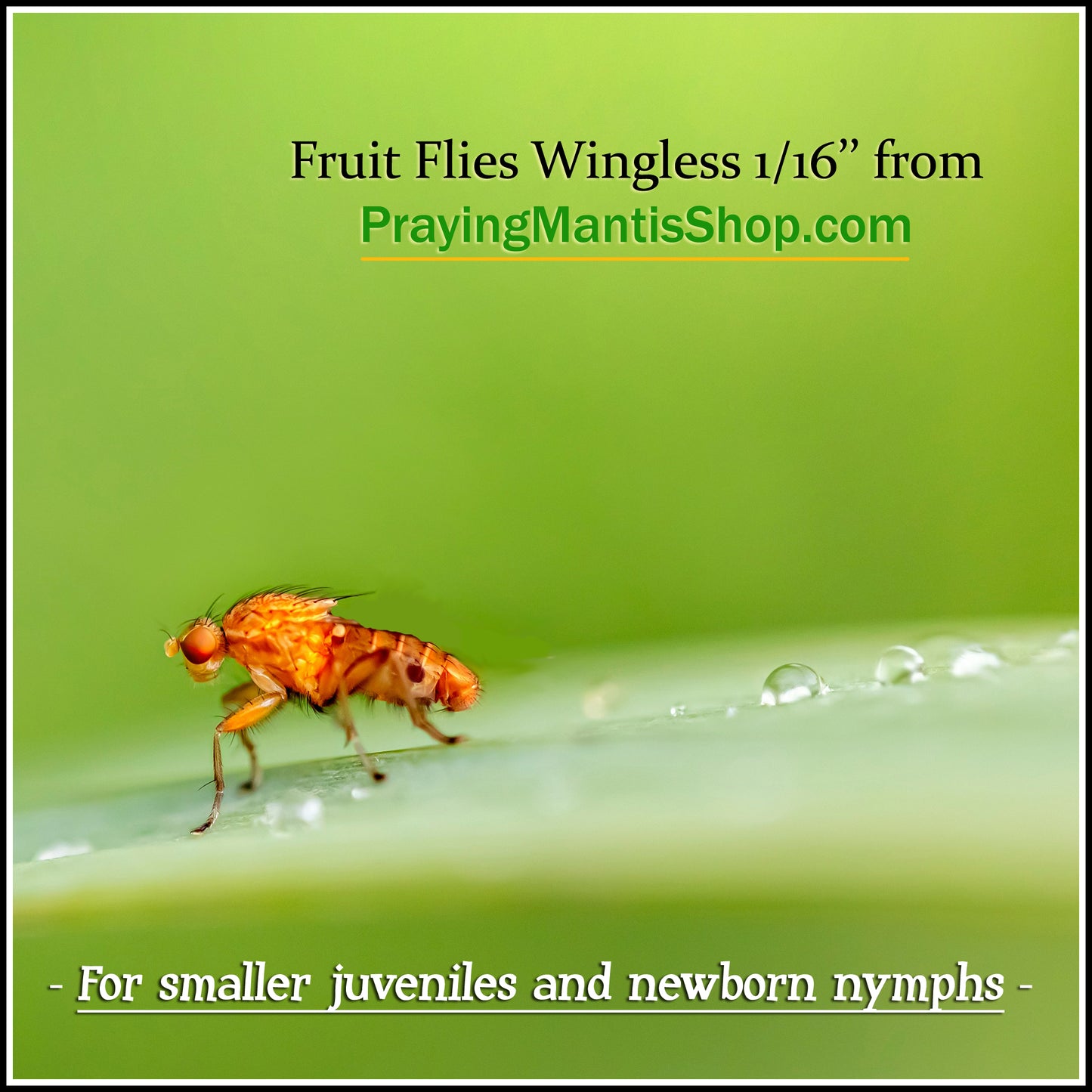 Fruit Flies 1/16'' - Wingless - WITHOUT Culture