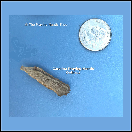 Praying Mantis Egg Case (Ootheca) - Carolina