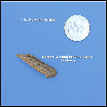 Praying Mantis Egg Case (Ootheca) - Narrow Wing