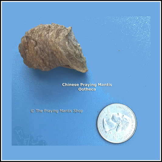 Praying Mantis Egg Case