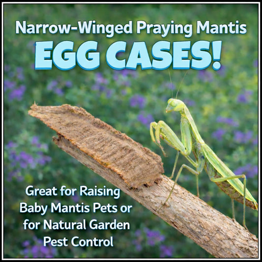 Praying Mantis Egg Case (Ootheca) - Narrow Wing
