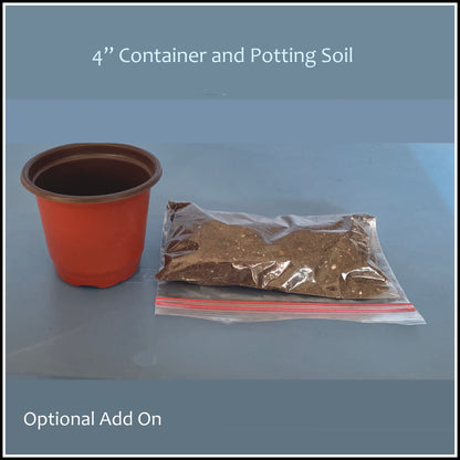 Accessory - Wandering Dude Live Terrarium Plant