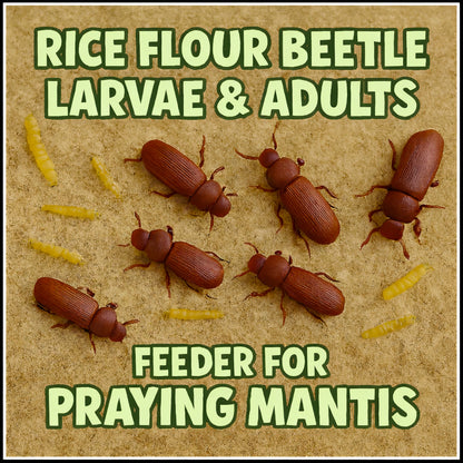 Rice Flour Beetle Larvae