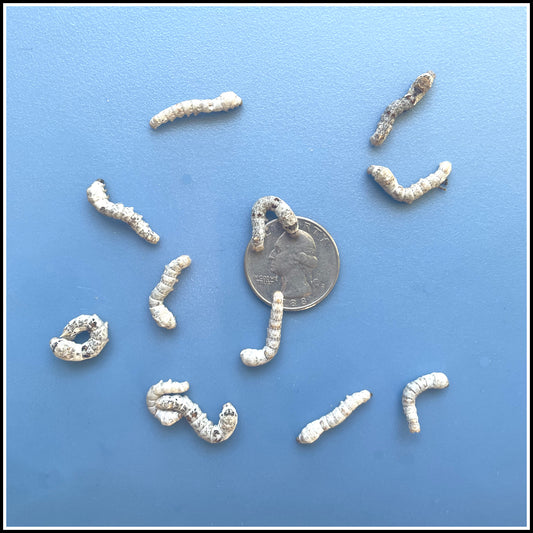 Silkworms - Medium