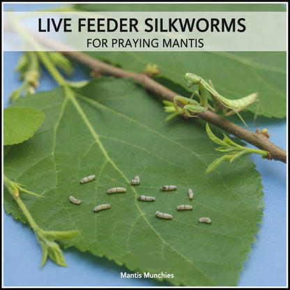 Silkworms - Small