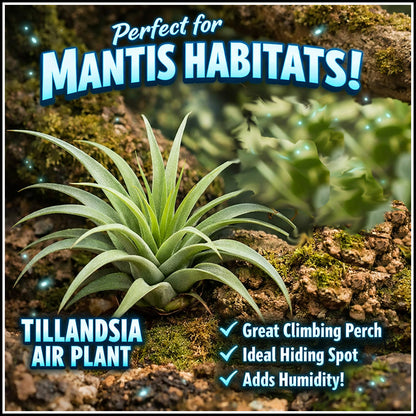 Accessory - Tillandsia Air Plant